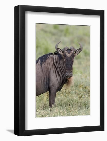 Wildebeest, Serengeti National Park, Tanzania, Africa-Adam Jones-Framed Photographic Print