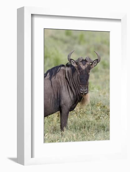 Wildebeest, Serengeti National Park, Tanzania, Africa-Adam Jones-Framed Photographic Print