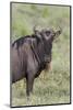 Wildebeest, Serengeti National Park, Tanzania, Africa-Adam Jones-Mounted Photographic Print