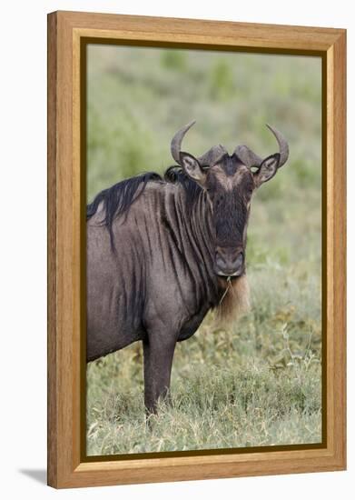 Wildebeest, Serengeti National Park, Tanzania, Africa-Adam Jones-Framed Premier Image Canvas