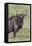 Wildebeest, Serengeti National Park, Tanzania, Africa-Adam Jones-Framed Premier Image Canvas