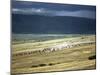 Wildebeest Stampede on the Dry Grassy Plains on the West Side of the Ngorongoro Highlands-Nigel Pavitt-Mounted Photographic Print