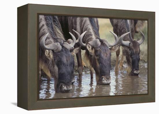 Wildebeest-DLILLC-Framed Premier Image Canvas