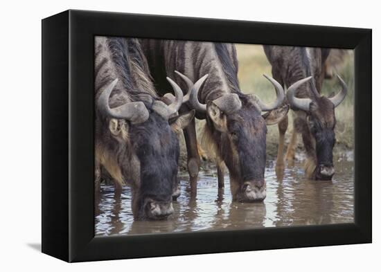 Wildebeest-DLILLC-Framed Premier Image Canvas