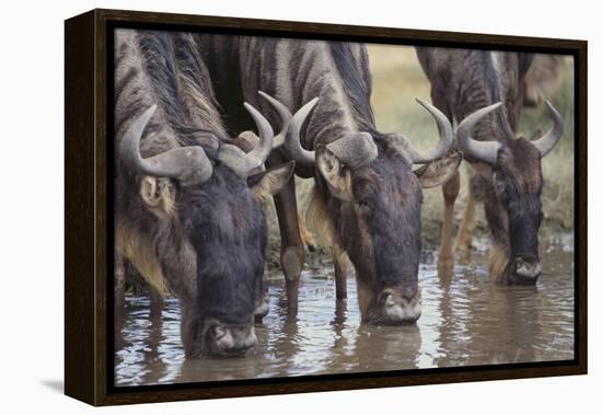 Wildebeest-DLILLC-Framed Premier Image Canvas