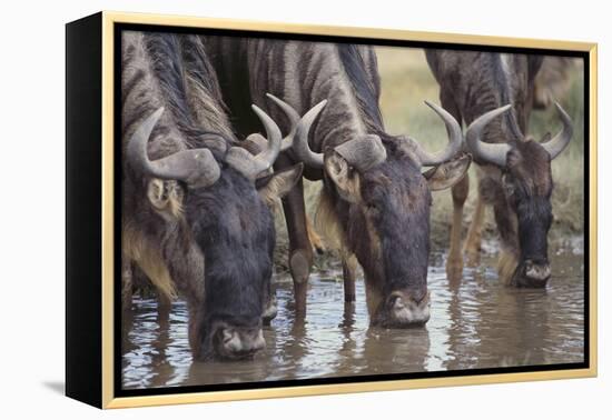 Wildebeest-DLILLC-Framed Premier Image Canvas