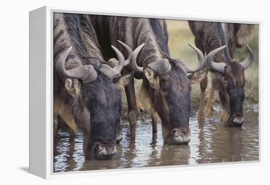 Wildebeest-DLILLC-Framed Premier Image Canvas