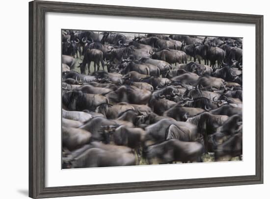 Wildebeest-DLILLC-Framed Photographic Print