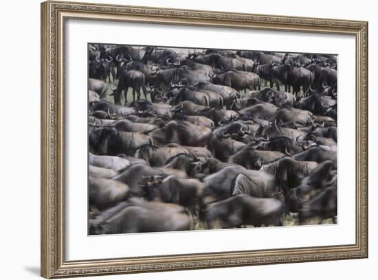 Wildebeest-DLILLC-Framed Photographic Print