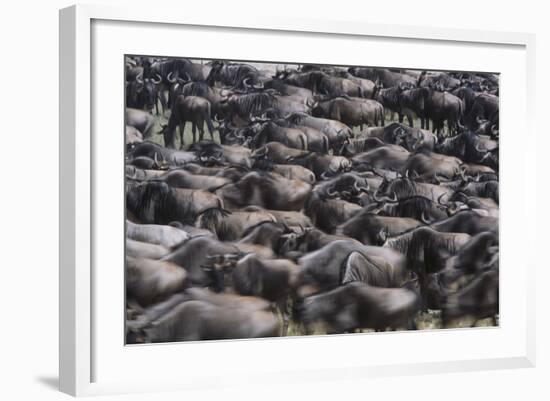 Wildebeest-DLILLC-Framed Photographic Print