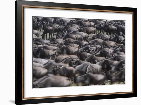 Wildebeest-DLILLC-Framed Photographic Print