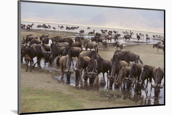 Wildebeest-DLILLC-Mounted Photographic Print