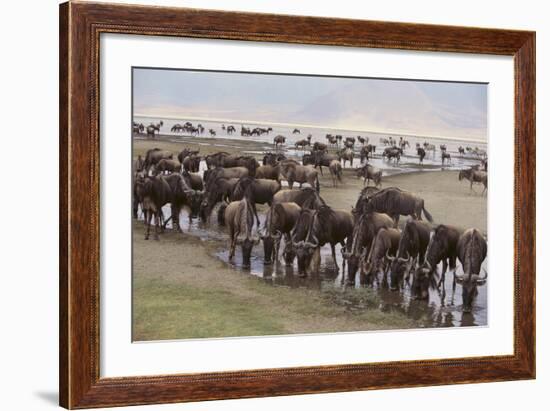 Wildebeest-DLILLC-Framed Photographic Print