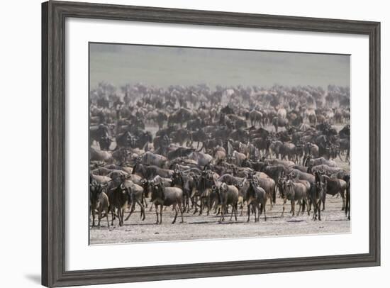 Wildebeest-DLILLC-Framed Photographic Print