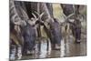 Wildebeest-DLILLC-Mounted Photographic Print