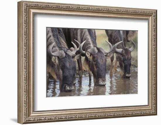 Wildebeest-DLILLC-Framed Photographic Print