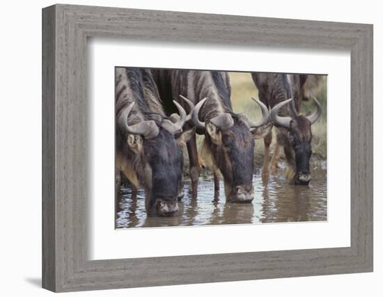 Wildebeest-DLILLC-Framed Photographic Print