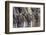 Wildebeest-DLILLC-Framed Photographic Print