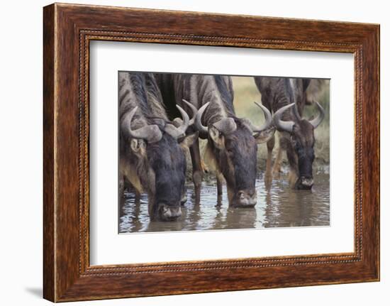 Wildebeest-DLILLC-Framed Photographic Print