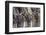 Wildebeest-DLILLC-Framed Photographic Print