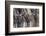 Wildebeest-DLILLC-Framed Photographic Print