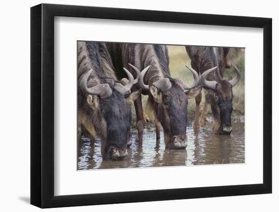 Wildebeest-DLILLC-Framed Photographic Print