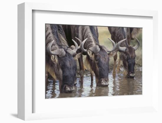 Wildebeest-DLILLC-Framed Photographic Print