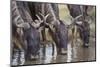 Wildebeest-DLILLC-Mounted Photographic Print