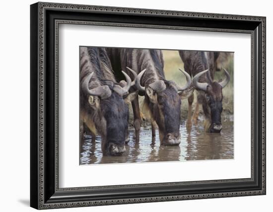 Wildebeest-DLILLC-Framed Photographic Print