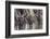 Wildebeest-DLILLC-Framed Photographic Print