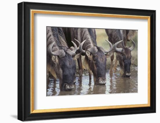 Wildebeest-DLILLC-Framed Photographic Print