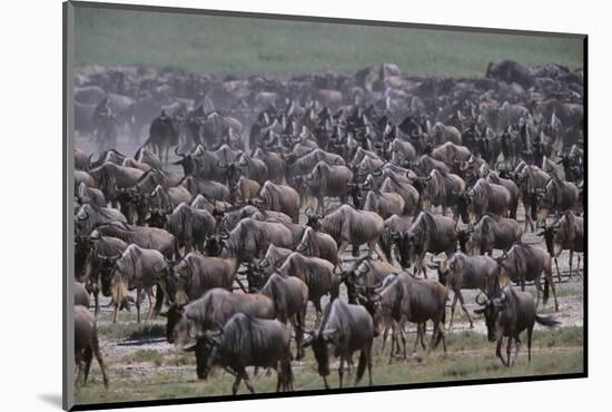 Wildebeest-DLILLC-Mounted Photographic Print