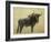 Wildebeest-James W. Johnson-Framed Giclee Print