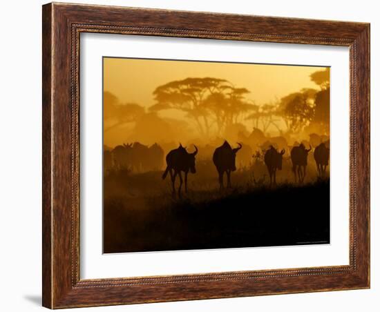 Wildebeests and Zebras at Sunset, Amboseli Wildlife Reserve, Kenya-Vadim Ghirda-Framed Photographic Print