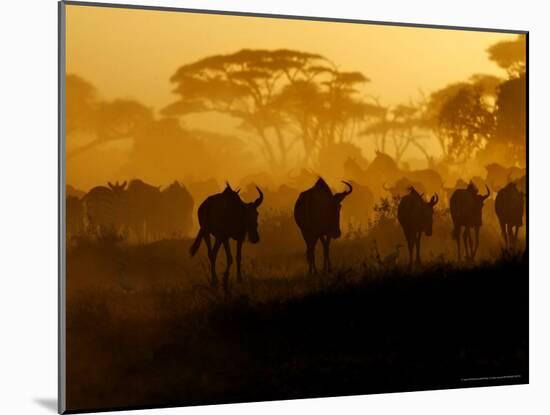 Wildebeests and Zebras at Sunset, Amboseli Wildlife Reserve, Kenya-Vadim Ghirda-Mounted Photographic Print