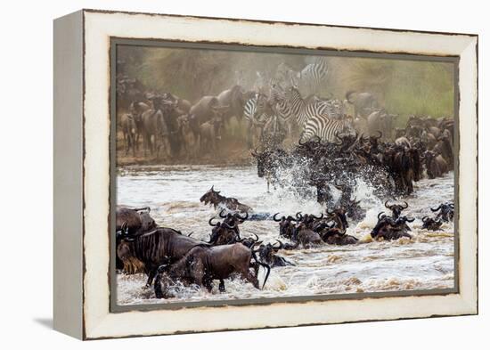 Wildebeests are Crossing Mara River. Great Migration. Kenya. Tanzania. Masai Mara National Park. An-GUDKOV ANDREY-Framed Premier Image Canvas