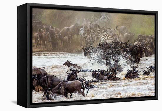 Wildebeests are Crossing Mara River. Great Migration. Kenya. Tanzania. Masai Mara National Park. An-GUDKOV ANDREY-Framed Premier Image Canvas