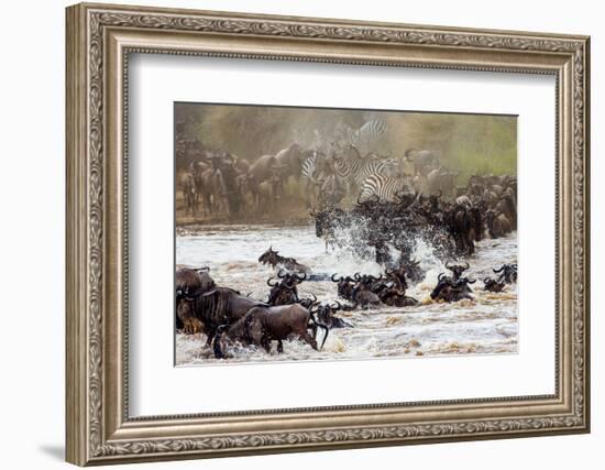 Wildebeests are Crossing Mara River. Great Migration. Kenya. Tanzania. Masai Mara National Park. An-GUDKOV ANDREY-Framed Photographic Print