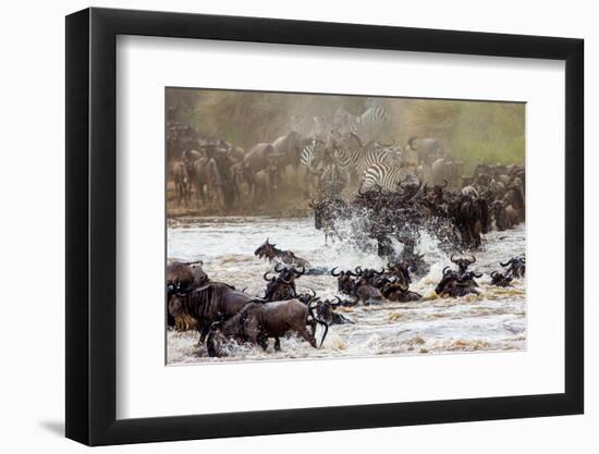 Wildebeests are Crossing Mara River. Great Migration. Kenya. Tanzania. Masai Mara National Park. An-GUDKOV ANDREY-Framed Photographic Print