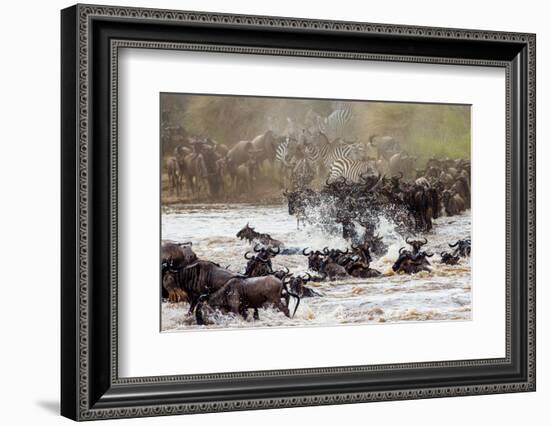 Wildebeests are Crossing Mara River. Great Migration. Kenya. Tanzania. Masai Mara National Park. An-GUDKOV ANDREY-Framed Photographic Print