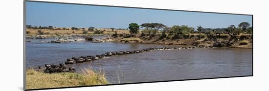 Wildebeests (Connochaetes Taurinus) Crossing a River, Serengeti National Park, Tanzania-null-Mounted Photographic Print