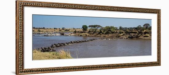 Wildebeests (Connochaetes Taurinus) Crossing a River, Serengeti National Park, Tanzania-null-Framed Photographic Print