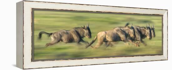 Wildebeests (Connochaetes Taurinus) Migration, Serengeti National Park, Tanzania-null-Framed Stretched Canvas