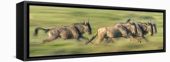 Wildebeests (Connochaetes Taurinus) Migration, Serengeti National Park, Tanzania-null-Framed Stretched Canvas