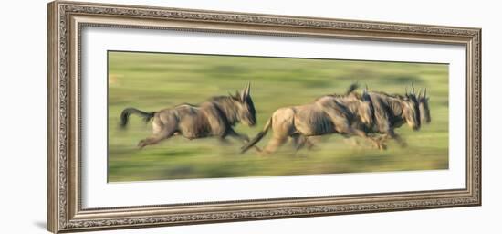 Wildebeests (Connochaetes Taurinus) Migration, Serengeti National Park, Tanzania-null-Framed Photographic Print