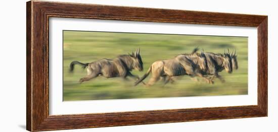 Wildebeests (Connochaetes Taurinus) Migration, Serengeti National Park, Tanzania-null-Framed Photographic Print