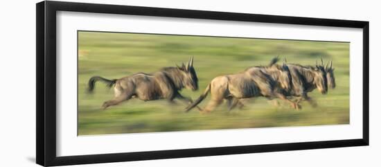 Wildebeests (Connochaetes Taurinus) Migration, Serengeti National Park, Tanzania-null-Framed Photographic Print