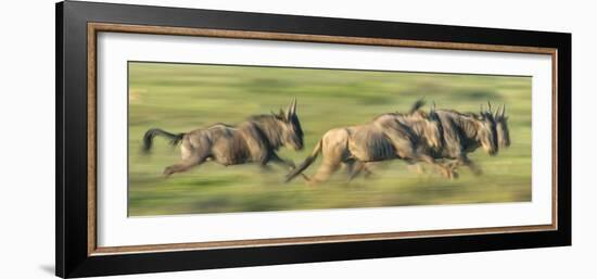 Wildebeests (Connochaetes Taurinus) Migration, Serengeti National Park, Tanzania-null-Framed Photographic Print