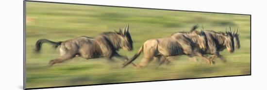 Wildebeests (Connochaetes Taurinus) Migration, Serengeti National Park, Tanzania-null-Mounted Photographic Print