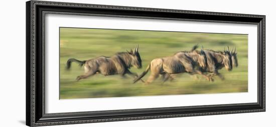 Wildebeests (Connochaetes Taurinus) Migration, Serengeti National Park, Tanzania-null-Framed Photographic Print